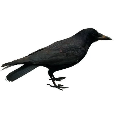 Cioara.vopsita