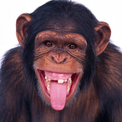 Monkey.Gigi